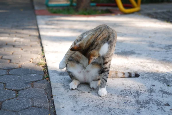 Tayland Bahçede Kedi Seçici Odaklanma — Stok fotoğraf