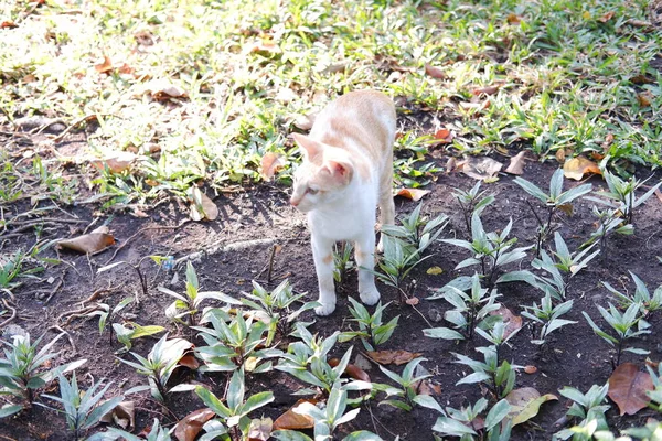Gato Chão Jardim Tailândia Foco Seletivo — Fotografia de Stock
