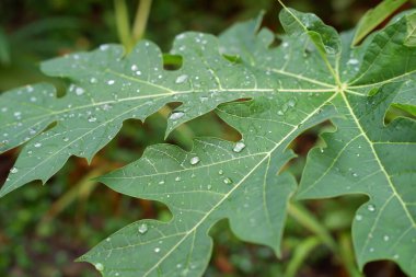 Papaya yaprağı ve su damlaları sabah