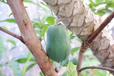 Bahçedeki ağaçtaki papaya meyvesi, stok fotoğrafı.