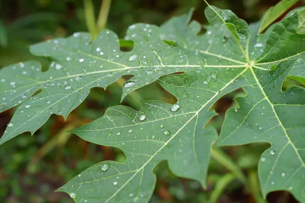 papaya leaf with water drops in the morning
