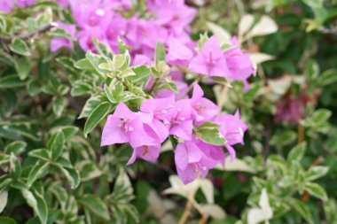 Bahçede açan Mor Bougainvillea çiçekleri