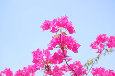 Mavi gökyüzü arka planında pembe bougainvillea çiçekleri, kapatın
