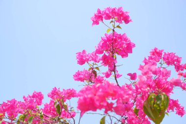 Mavi gökyüzü arka planında pembe bougainvillea çiçekleri, kapatın