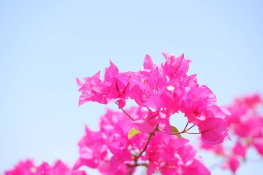 Mavi gökyüzü arka planında pembe bougainvillea çiçekleri, kapatın