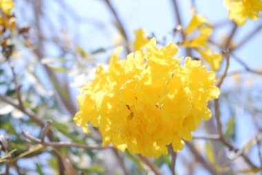 Tabebuia gülü veya altın trompet ağacı veya altın sülün ağacı