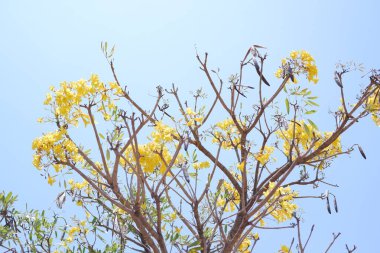 Tabebuia gülü veya altın trompet ağacı veya altın sülün ağacı
