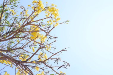 Tabebuia gülü veya altın trompet ağacı veya altın sülün ağacı