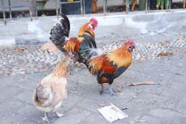 Sokaktaki horoz, seçici odak.