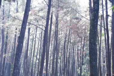 Ormandaki çam ormanı