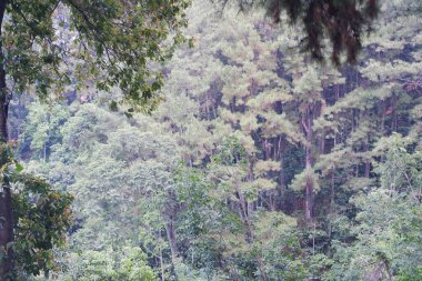 Ulusal Park 'ta yağmur mevsiminde yağmur ormanları
