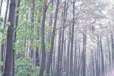 Ormandaki çam ormanı