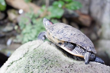 Ormandaki kayanın üzerindeki kaplumbağa, fotoğrafa yakın çekim.