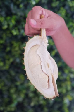 Yeşil yapraklı arkaplanda elinde durian meyvesini kapat.