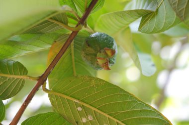 Bahçedeki ağaçta yeşil yapraklı Guava meyvesi