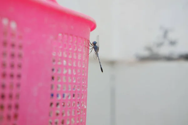 Dragonfly in the trash can on the street. Selective focus.