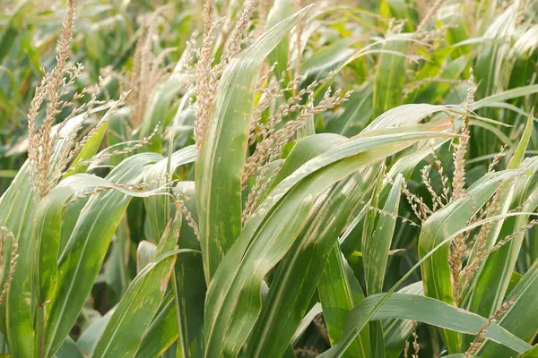 corn field in summer, close up of corn plants in the field