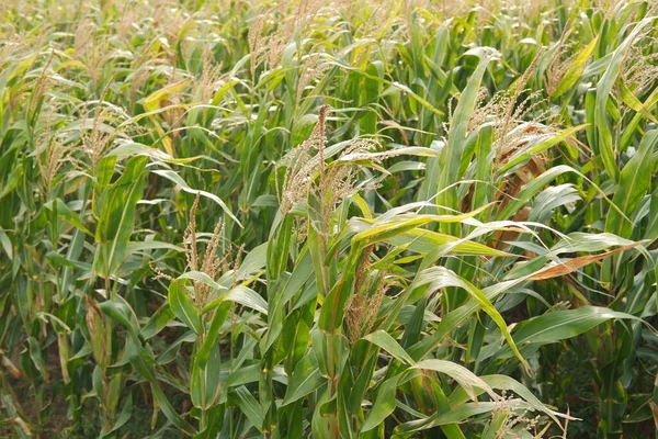 corn field in summer, close up of corn plants in the field