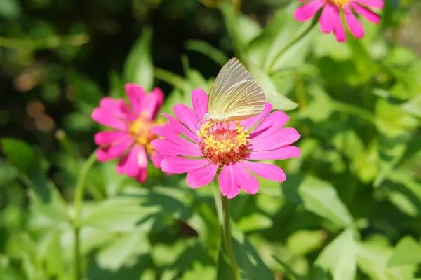 Butterfly on pink zinnia flower in the garden.