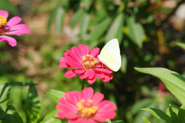 Butterfly on pink zinnia flower in the garden.