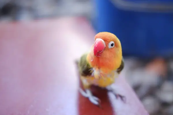 Cute yellow and red lovebird sitting on the red floor.