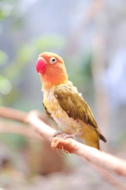 Küçük aşk kuşu ağaç dalında oturuyor 