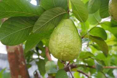 Bahçedeki ağaçta yeşil yapraklı Guava meyvesi