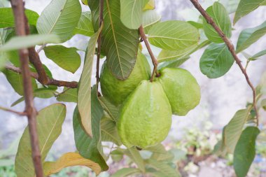 Bahçedeki ağaçta yeşil yapraklı Guava meyvesi