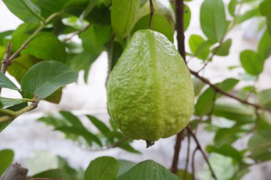 Bahçedeki ağaçta yeşil yapraklı Guava meyvesi