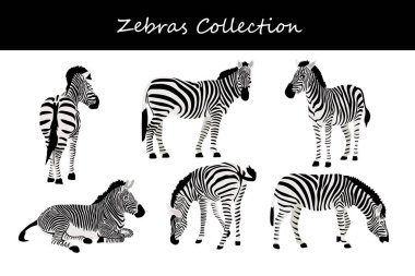 Zebra koleksiyonu. Vektör çizimi. Beyaz arkaplanda izole.