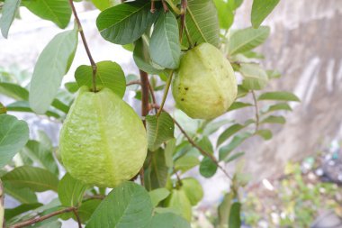 Bahçedeki ağaçta yeşil yapraklı Guava meyvesi