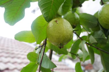 Bahçedeki ağaçta yeşil yapraklı Guava meyvesi