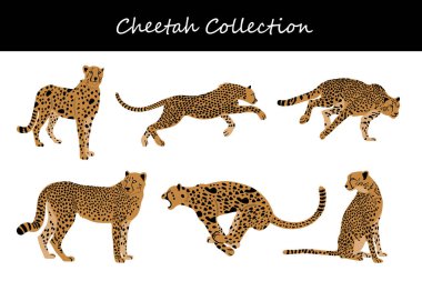 Çita koleksiyonu. Vektör çizimi. Beyaz arkaplanda izole.