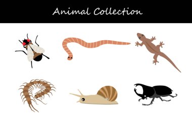 Beyaz arka planda izole edilmiş hayvan koleksiyonu. Düz biçim vektör illüstrasyonu.