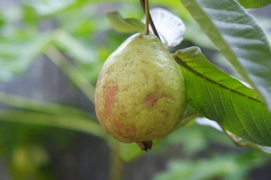 Bahçedeki ağaçta yeşil yapraklı Guava meyvesi