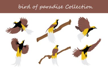 Cennet kuşu koleksiyonu. Cennet kuşu farklı pozlarda. Vektör illüstrasyonu.