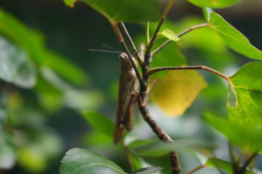 Dala tünemiş bir çekirge.