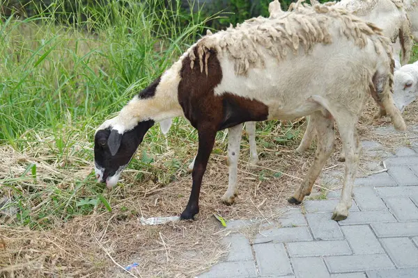 Köyde koyunlar ve kuzular sokakta, fotoğrafa yakın çekim.