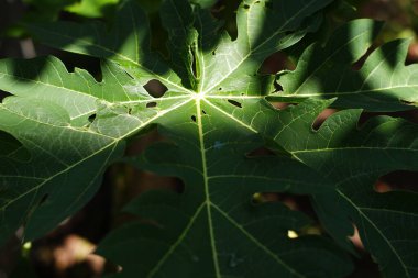 Bahçedeki ağaçta papaya yaprağı, fotoğrafa yakın çekim.