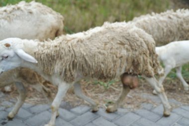 Sheep and lambs on the street in the village, closeup of photo clipart