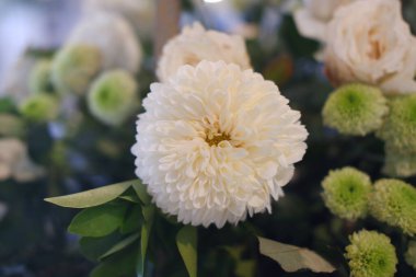 Bukette yeşil yapraklı beyaz kasımpatı çiçeği.