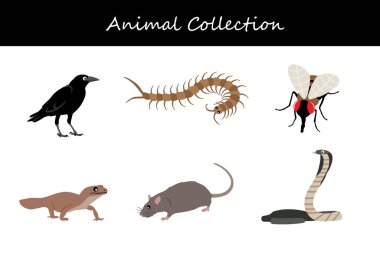Hayvan koleksiyonu. Düz biçim vektör illüstrasyonu.