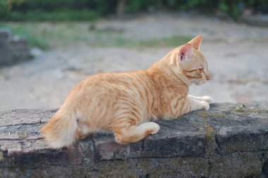 Kedi bahçede duvarda oturuyor, yumuşak odaklı.