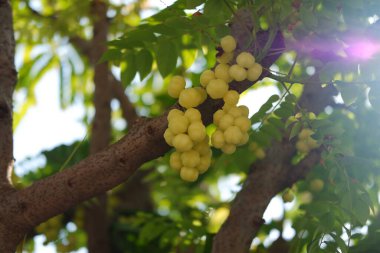 Ağaçta Bektaşi üzümü. seçici odak