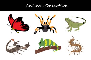 Hayvan koleksiyonu. Düz biçim vektör illüstrasyonu.