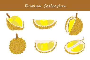 Durian koleksiyonu. Durian farklı pozlarda. Vektör illüstrasyonu.