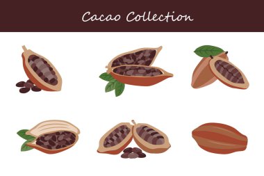 Kakao koleksiyonu. Farklı pozlarda kakao. Vektör illüstrasyonu.