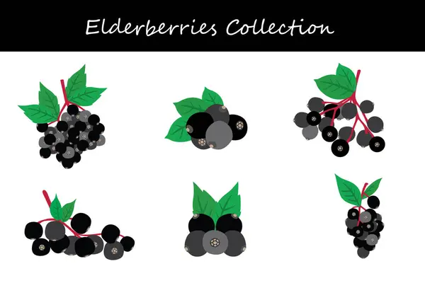 Mürver koleksiyonu. Farklı pozlarda mürver böğürtlenleri. Vektör illüstrasyonu.