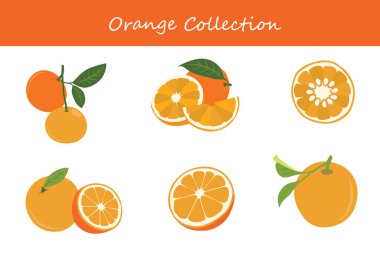 Portakal koleksiyonu. Farklı pozlarda turuncu. Vektör illüstrasyonu.