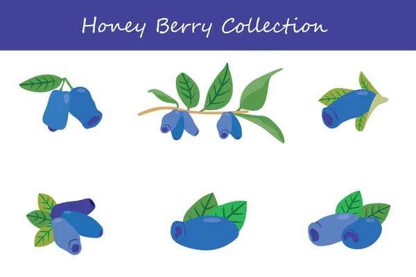 Bal çileği koleksiyonu. Farklı pozlarda bal çileği. Vektör illüstrasyonu.